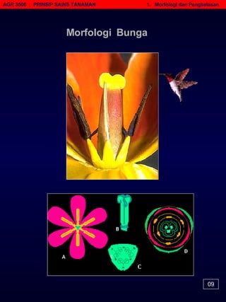 AGR 3506  :  PRINSIP SAINS TANAMAN   1.  Morfologi dan Pengkelasan Morfologi  Bunga 09 