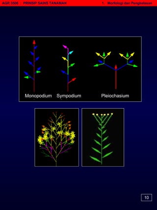 AGR 3506  :  PRINSIP SAINS TANAMAN   1.  Morfologi dan Pengkelasan Monopodium Sympodium Pleiochasium 10 