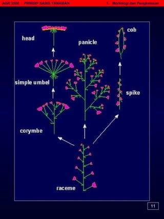 AGR 3506  :  PRINSIP SAINS TANAMAN   1.  Morfologi dan Pengkelasan 11 