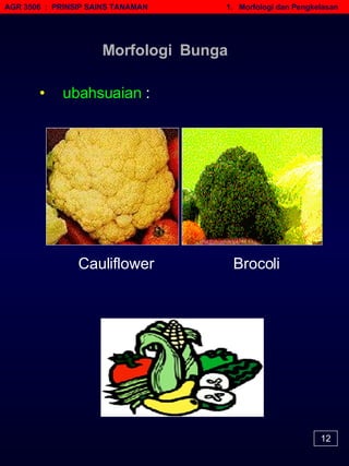 AGR 3506  :  PRINSIP SAINS TANAMAN   1.  Morfologi dan Pengkelasan Morfologi  Bunga •   ubahsuaian  : Cauliflower Brocoli 12 