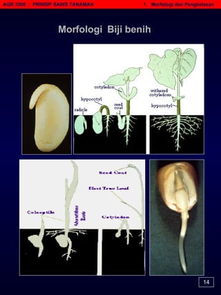 Morfologi  Biji benih AGR 3506  :  PRINSIP SAINS TANAMAN   1.  Morfologi dan Pengkelasan 14 