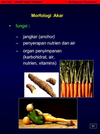    organ penyimpanan (karbohidrat, air,  nutrien, vitamins)  AGR 3506  :  PRINSIP SAINS TANAMAN   1.  Morfologi dan Pengkelasan Morfologi  Akar •   fungsi  :    jangkar ( anchor)      penyerapan nutrien dan air  01 