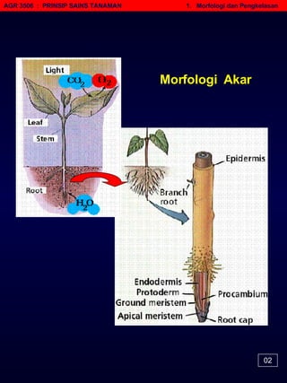 AGR 3506  :  PRINSIP SAINS TANAMAN   1.  Morfologi dan Pengkelasan Morfologi  Akar 02 