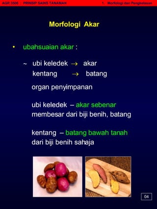 AGR 3506  :  PRINSIP SAINS TANAMAN   1.  Morfologi dan Pengkelasan Morfologi  Akar •   ubahsuaian akar  :    ubi keledek     akar kentang      batang 04 organ penyimpanan  ubi keledek  –  akar sebenar membesar dari biji benih, batang  kentang  –  batang bawah tanah dari biji benih sahaja  