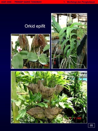 05 Orkid epifit AGR 3506  :  PRINSIP SAINS TANAMAN   1.  Morfologi dan Pengkelasan 