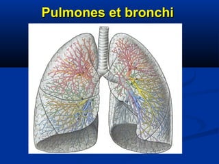 Pulmones et bronchi
 