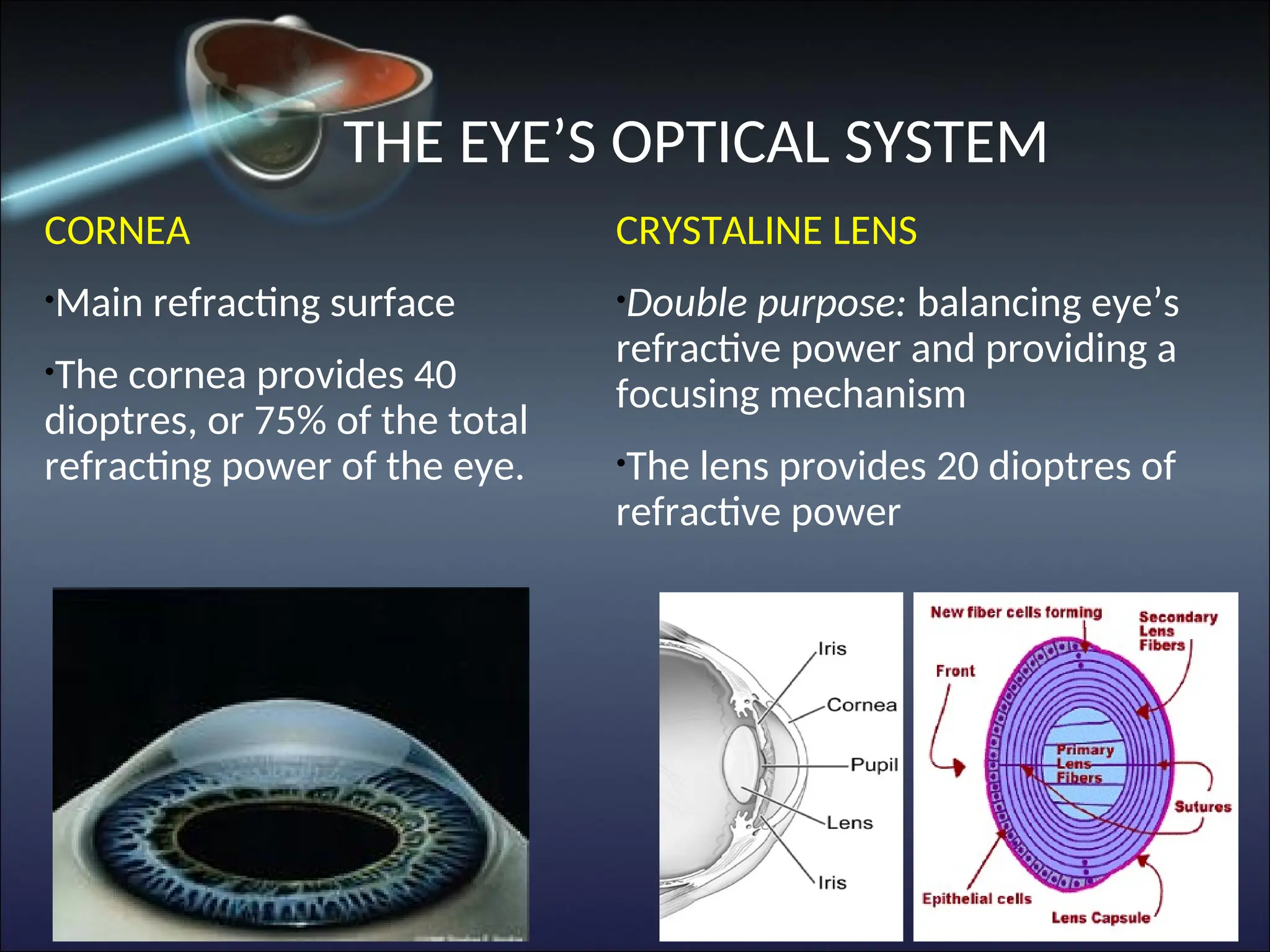 THE EYE’S OPTICAL SYSTEM
CORNEA
•
Main refracting surface
•
The cornea provides 40
dioptres, or 75% of the total
refracting power of the eye.
CRYSTALINE LENS
•
Double purpose: balancing eye’s
refractive power and providing a
focusing mechanism
•
The lens provides 20 dioptres of
refractive power
 