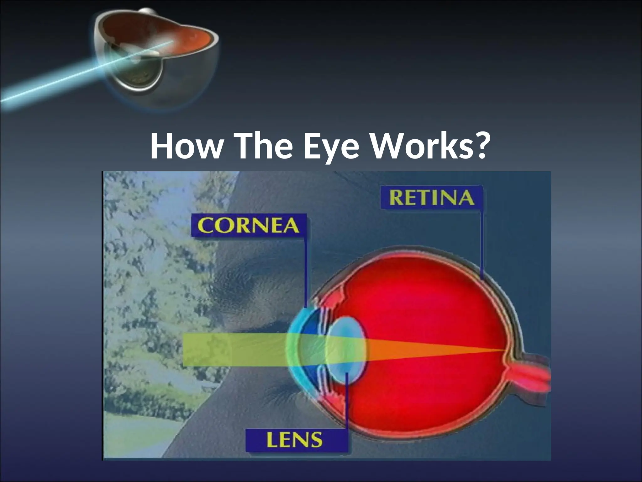 How The Eye Works?
 