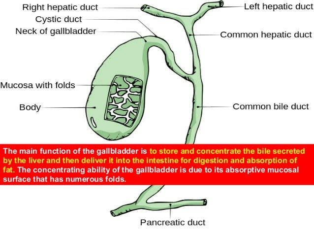 Diagram Of Where Gallbladder Is Gallery - How To Guide And 