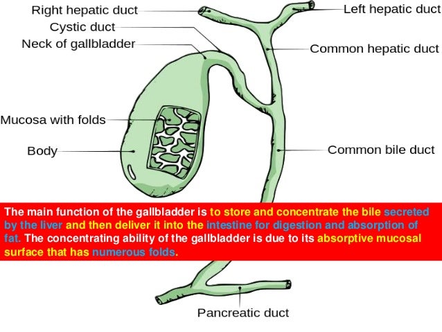 L30 gallstones student