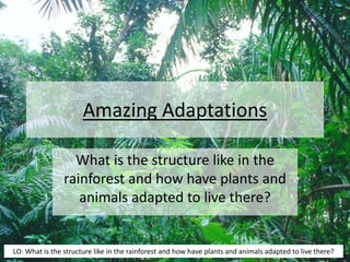 Amazing Adaptations
What is the structure like in the
rainforest and how have plants and
animals adapted to live there?
LO: What is the structure like in the rainforest and how have plants and animals adapted to live there?
 