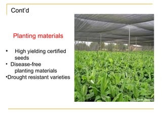 Cont’d
Planting materials
• High yielding certified
seeds
• Disease free‐
planting materials
•Drought resistant varieties
 