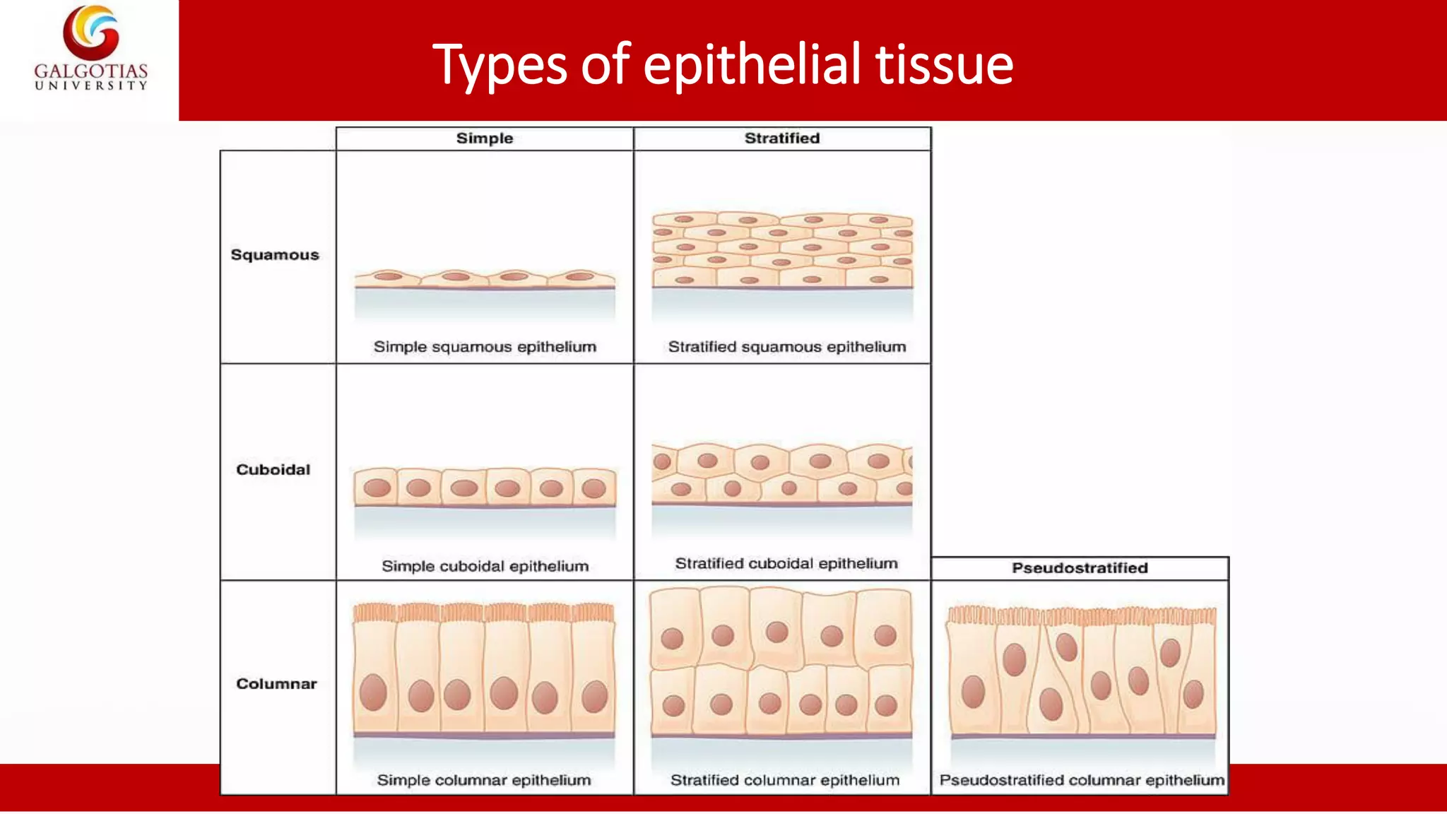 Epithelial Tissue Types Chart