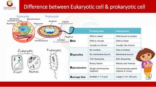 Difference between Eukaryotic cell & prokaryotic cell
 
