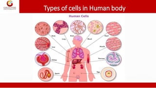 Types of cells in Human body
 