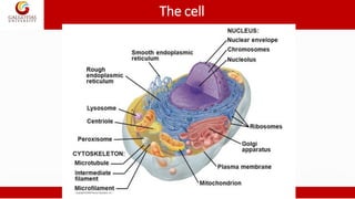The cell
 