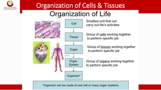 Organization of Cells & Tissues
 