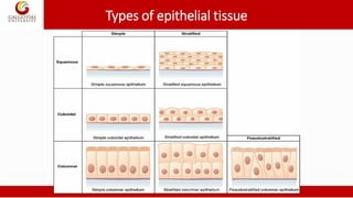 Types of epithelial tissue
 