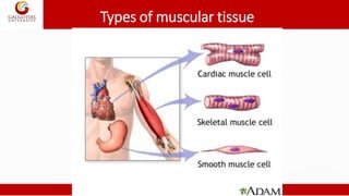 Types of muscular tissue
 
