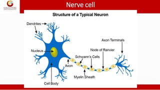 Nerve cell
 