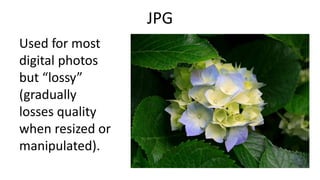 JPG
Used for most
digital photos
but “lossy”
(gradually
losses quality
when resized or
manipulated).
 