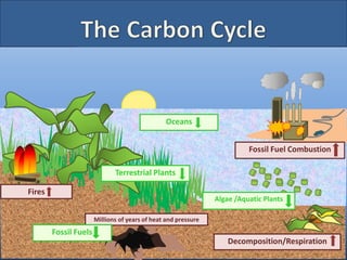Terrestrial Plants
Oceans
Millions of years of heat and pressure
Fossil Fuel Combustion
Algae /Aquatic Plants
Fires
Fossil Fuels
Decomposition/Respiration
 