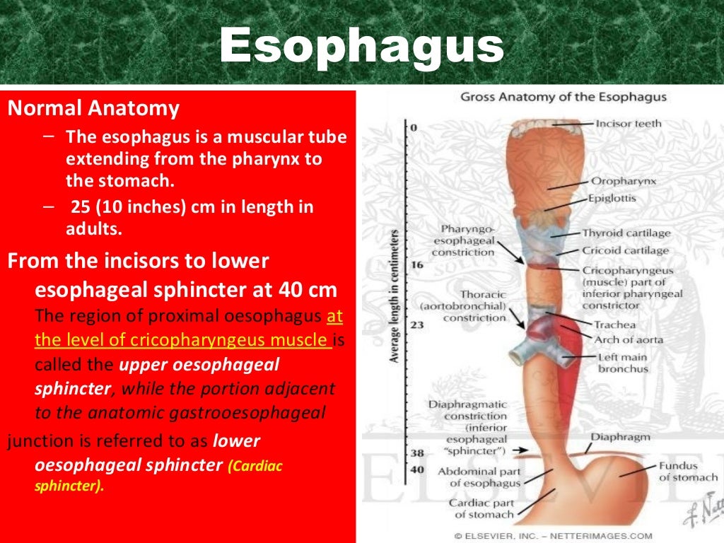 Esophageal disorders