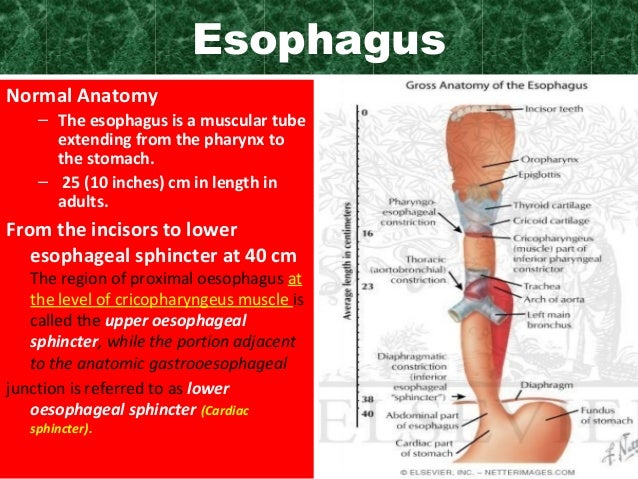 Esophageal disorders
