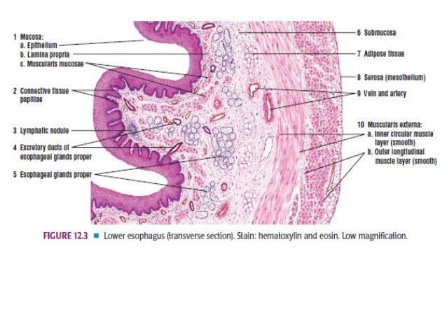 Esophageal disorders tracheal wall diagram 