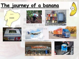The journey of a banana
 