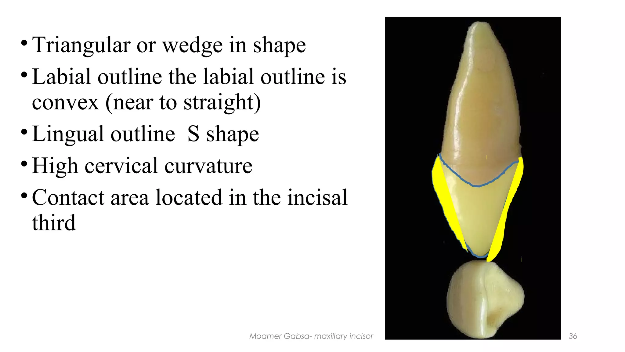 Morphology of maxillary incisor | PPT