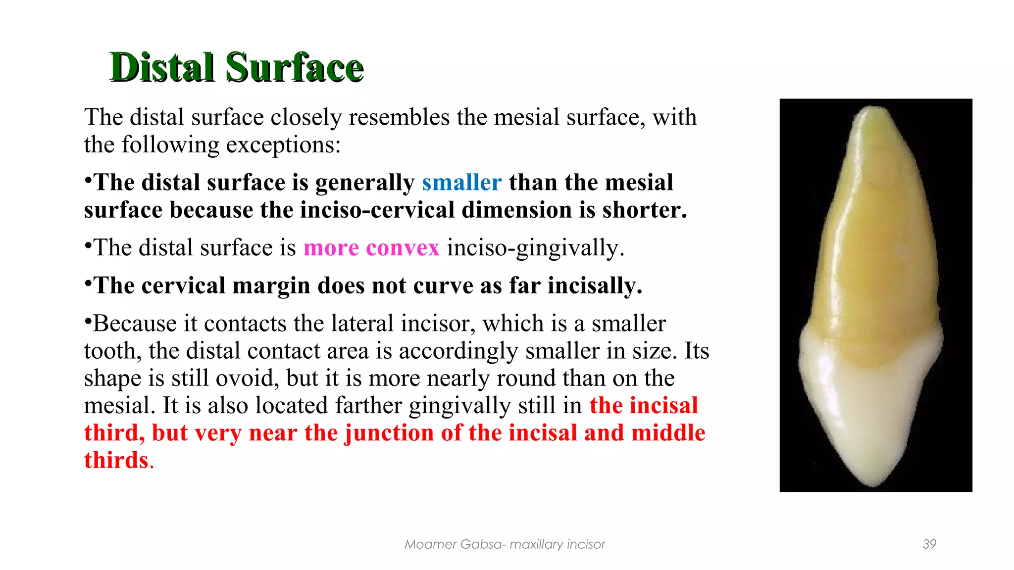 Morphology of maxillary incisor | PPT