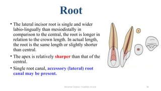 Morphology of maxillary incisor | PPT