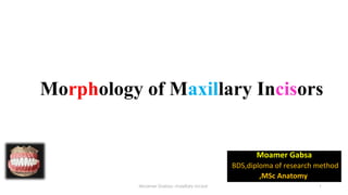 Morphology of Maxillary Incisors
Moamer Gabsa
BDS,diploma of research method
,MSc Anatomy
Moamer Gabsa- maxillary incisor 1
 