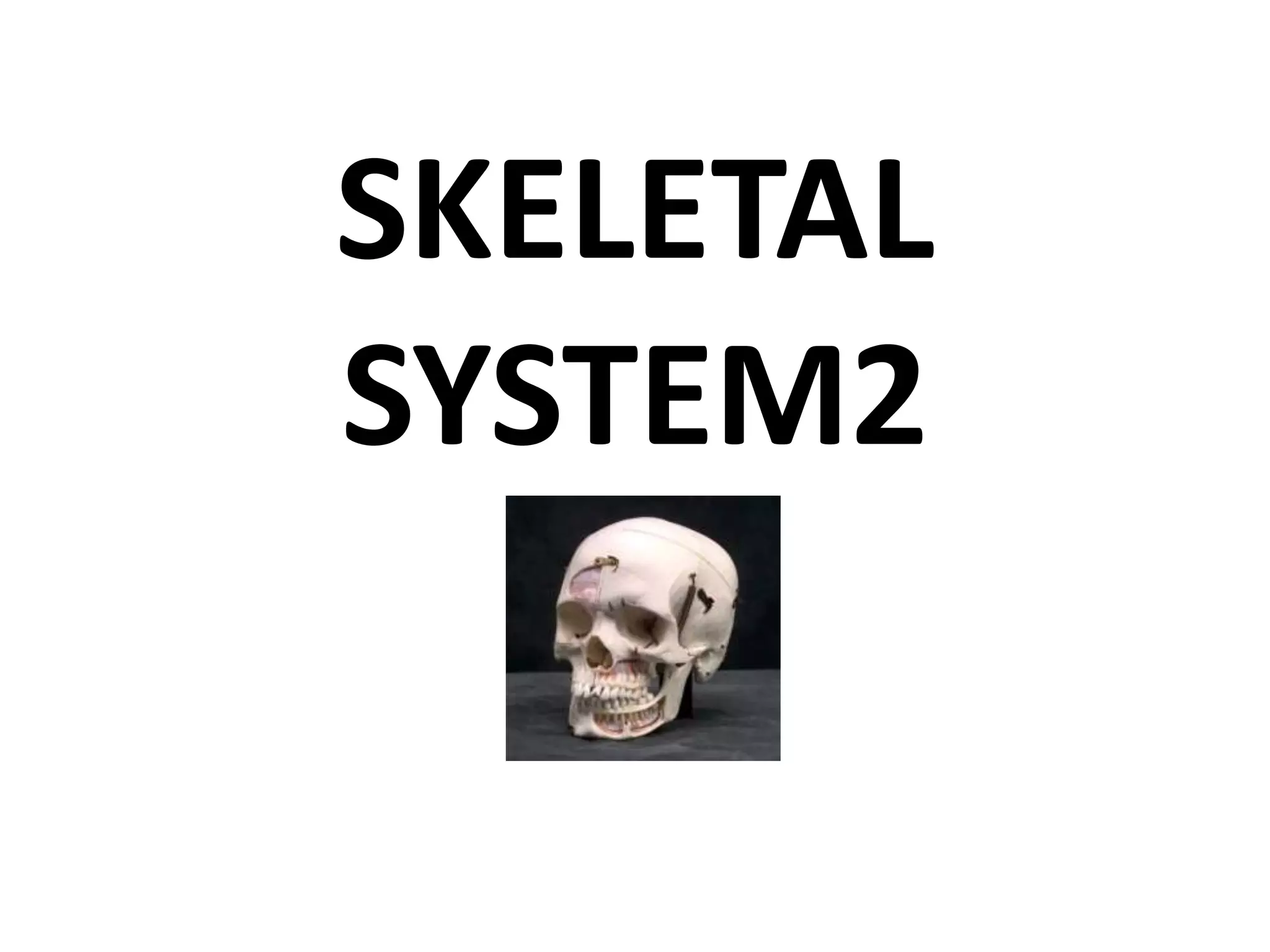 SKELETAL   SYSTEM2