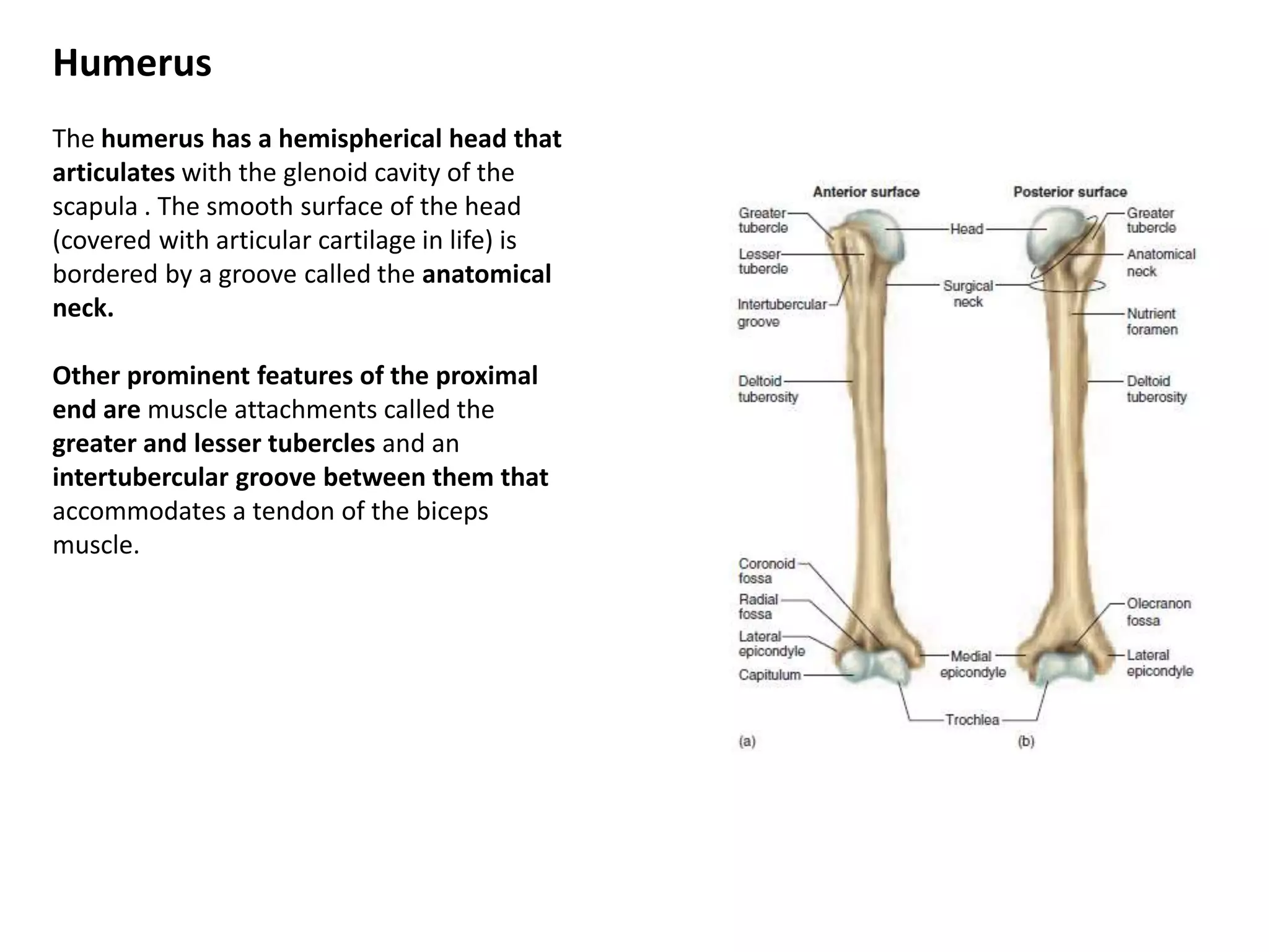 HumerusThe humerus has a hemispherical head that articulates with the glenoid cavity of the scapula . The smooth surface of the head (covered with articularcartilage in life) is bordered by a groove called the anatomicalneck. Other prominent features of the proximal end are muscle attachments called the greater and lesser tubercles and an intertuberculargroove between them thataccommodates a tendon of the biceps muscle. 