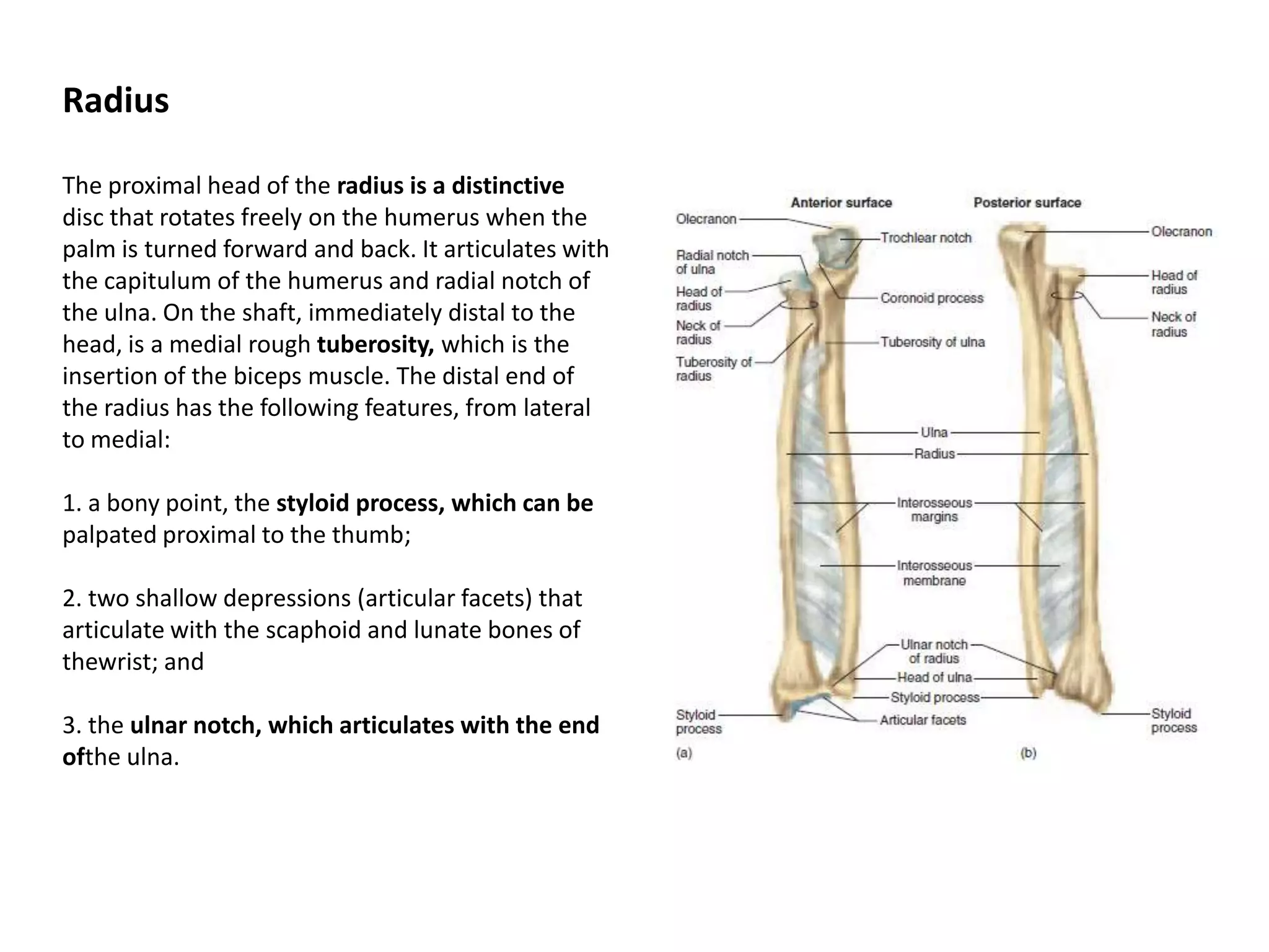 RadiusThe proximal head of the radius is a distinctivedisc that rotates freely on the humerus when the palm is turned forward and back. It articulates with the capitulumof the humerus and radial notch of the ulna. On the shaft, immediately distal to the head, is a medial rough tuberosity, which is the insertion of the biceps muscle. The distal end ofthe radius has the following features, from lateral to medial:1. a bony point, the styloid process, which can bepalpated proximal to the thumb;2. two shallow depressions (articular facets) thatarticulate with the scaphoid and lunate bones of thewrist; and3. the ulnar notch, which articulates with the end oftheulna.