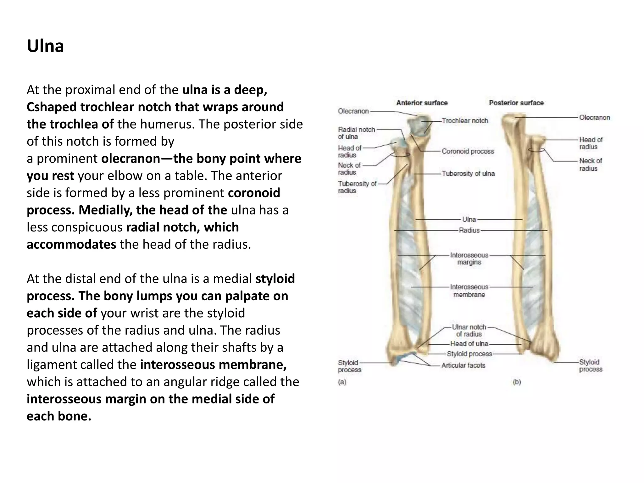 UlnaAt the proximal end of the ulna is a deep, Cshapedtrochlearnotch that wraps around the trochleaof the humerus. The posterior side of this notch is formed bya prominent olecranon—the bony point where you rest your elbow on a table. The anterior side is formed by a less prominent coronoid process. Medially, the head of the ulna has a less conspicuous radial notch, which accommodates the head of the radius.At the distal end of the ulna is a medial styloidprocess. The bony lumps you can palpate on each side of your wrist are the styloid processes of the radius and ulna. The radius and ulna are attached along their shafts by a ligament called the interosseous membrane, which is attached to an angular ridge called theinterosseous margin on the medial side of each bone.