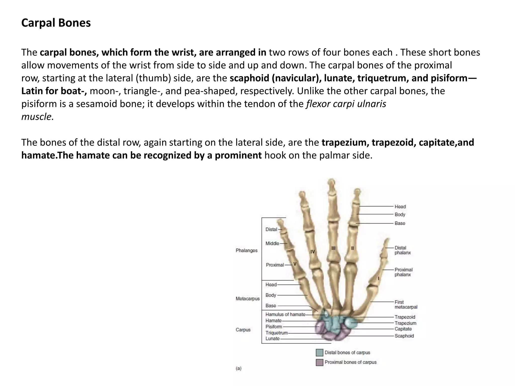 Carpal BonesThe carpal bones, which form the wrist, are arranged in two rows of four bones each . These short bones allow movements of the wrist from side to side and up and down. The carpal bones of the proximal row, starting at the lateral (thumb) side, are the scaphoid (navicular), lunate, triquetrum, and pisiform—Latin for boat-, moon-, triangle-, and pea-shaped, respectively. Unlike the other carpal bones, the pisiform is a sesamoid bone; it develops within the tendon of the flexor carpiulnarismuscle.The bones of the distal row, again starting on the lateral side, are the trapezium, trapezoid, capitate,andhamate.Thehamate can be recognized by a prominent hook on the palmar side.