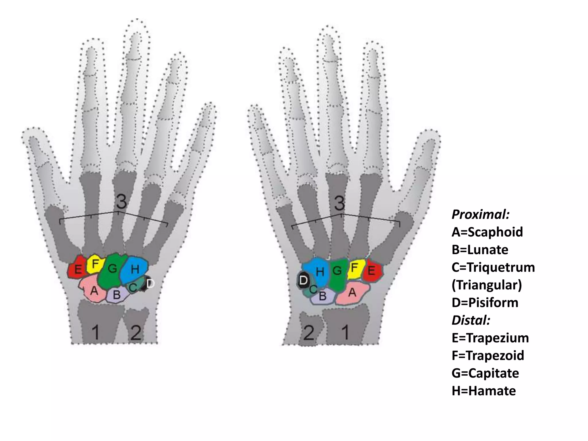 Proximal:A=ScaphoidB=LunateC=Triquetrum (Triangular) D=PisiformDistal:E=Trapezium F=Trapezoid G=CapitateH=Hamate
