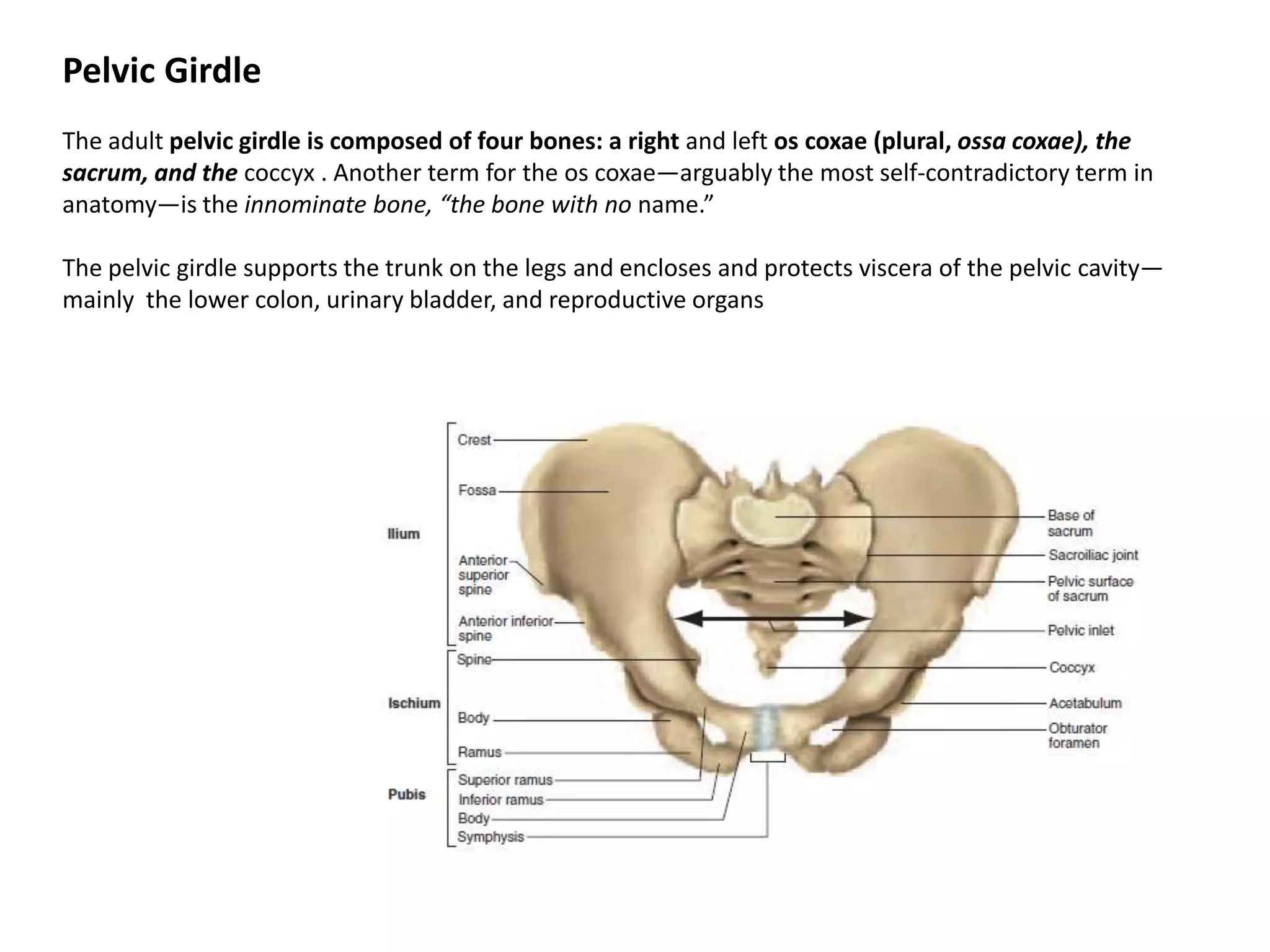 Pelvic GirdleThe adult pelvic girdle is composed of four bones: a right and left oscoxae (plural, ossacoxae), the sacrum, and the coccyx . Another term for the oscoxae—arguably the most self-contradictory term in anatomy—is the innominate bone, “the bone with no name.” The pelvic girdle supports the trunk on the legs and encloses and protects viscera of the pelvic cavity—mainly  the lower colon, urinary bladder, and reproductive organs