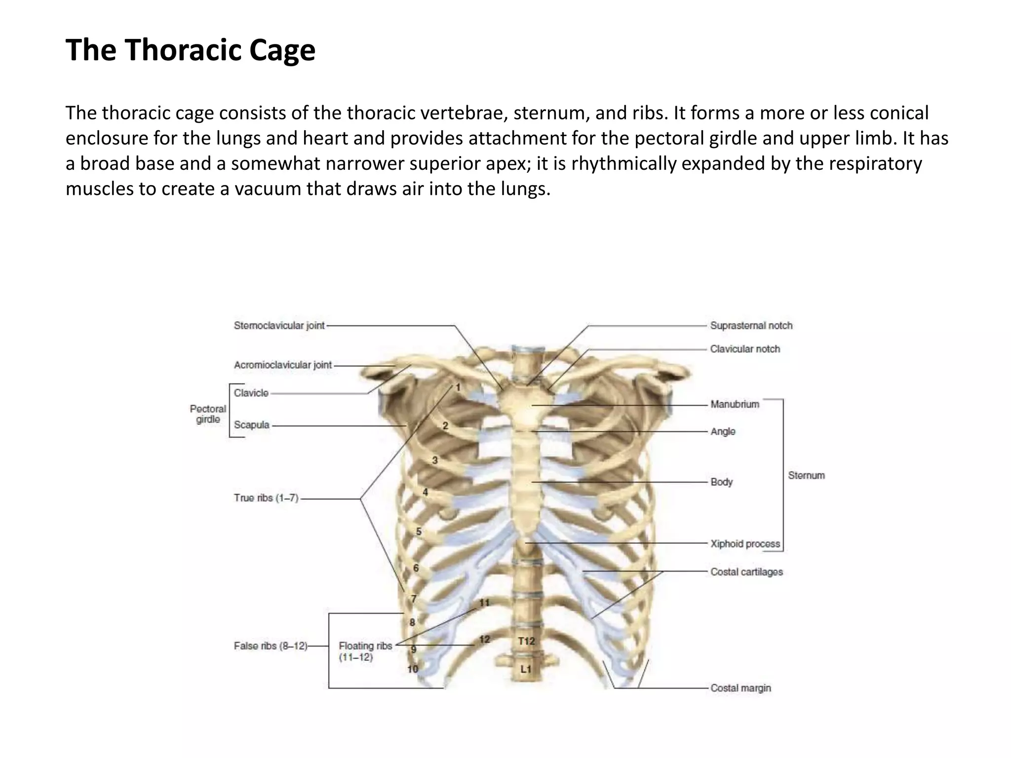 The Thoracic CageThe thoracic cage consists of the thoracic vertebrae,sternum, and ribs. It forms a more or less conical enclosure for the lungs and heart and provides attachment for the pectoral girdle and upper limb. It has a broad base and a somewhat narrower superior apex; it is rhythmically expanded by the respiratory muscles to create a vacuum that draws air into the lungs.