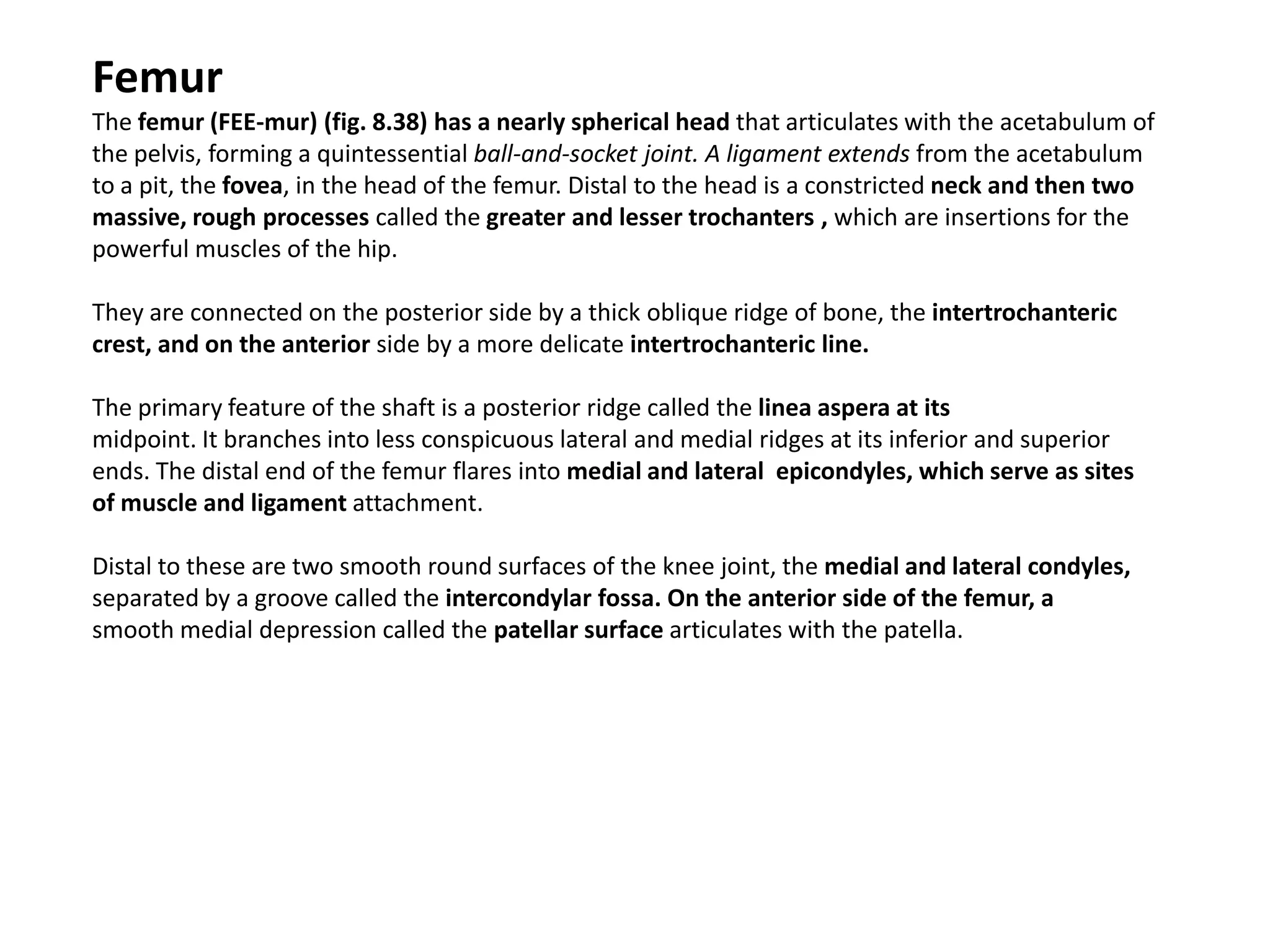 FemurThe femur (FEE-mur) (fig. 8.38) has a nearly spherical head that articulates with the acetabulum of the pelvis, forming a quintessential ball-and-socket joint. A ligament extends from the acetabulum to a pit, the fovea, in the head of the femur. Distal to the head is a constricted neck and then two massive, rough processes called the greater and lesser trochanters, which are insertions for the powerful muscles of the hip.They are connected on the posterior side by a thick oblique ridge of bone, the intertrochanteric crest, and on the anterior side by a more delicate intertrochanteric line.The primary feature of the shaft is a posterior ridge called the lineaasperaat itsmidpoint. It branches into less conspicuous lateral and medial ridges at its inferior and superior ends. The distal end of the femur flares into medial and lateral  epicondyles, which serve as sites of muscle and ligament attachment. Distal to these are two smooth round surfaces of the knee joint, the medial and lateral condyles,separated by a groove called the intercondylarfossa. On the anterior side of the femur, asmooth medial depression called the patellar surface articulates with the patella.