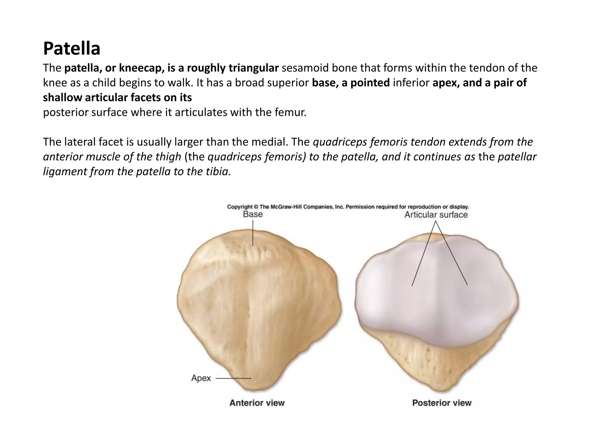 PatellaThe patella, or kneecap, is a roughly triangular sesamoidbone that forms within the tendon of the knee as a child begins to walk. It has a broad superior base, a pointed inferior apex, and a pair of shallow articular facets on itsposterior surface where it articulates with the femur. The lateral facet is usually larger than the medial. The quadriceps femoristendon extends from the anterior muscle of the thigh (the quadriceps femoris) to the patella, and it continues as the patellar ligament from the patella to the tibia.