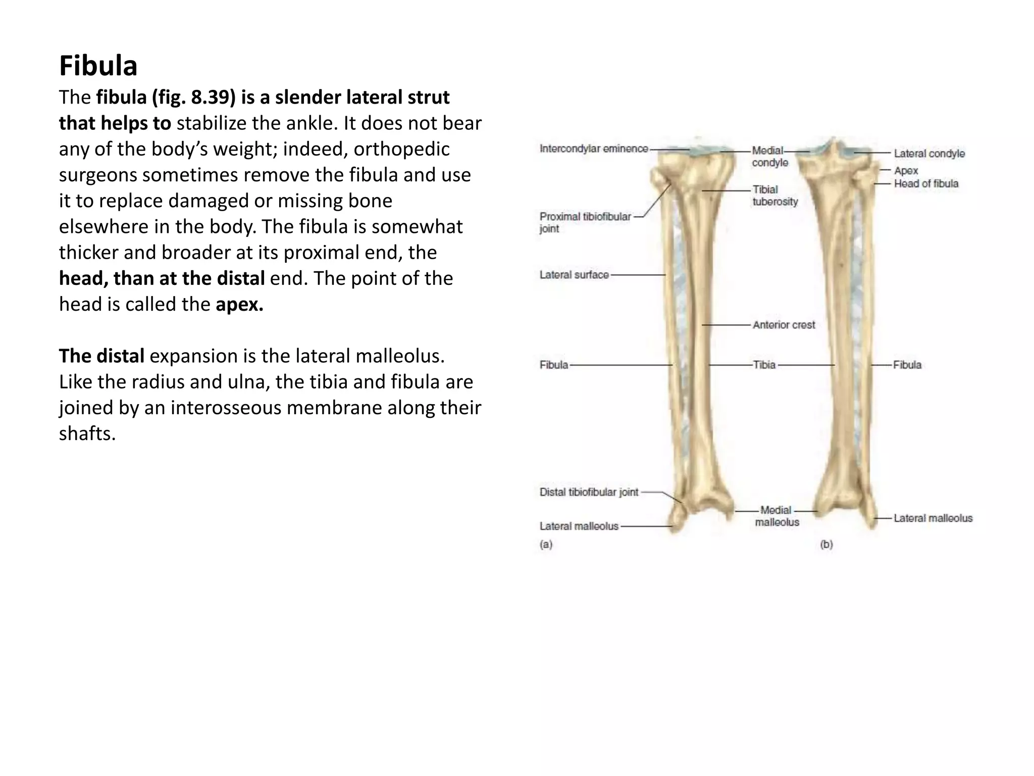 FibulaThe fibula (fig. 8.39) is a slender lateral strut that helps to stabilize the ankle. It does not bear any of the body’s weight; indeed, orthopedic surgeons sometimes remove the fibula and use it to replace damaged or missing bone elsewhere in the body. The fibula is somewhat thicker and broader at its proximal end, the head, than at the distal end. The point of the head is called the apex. The distal expansion is the lateral malleolus.Like the radius and ulna, the tibia and fibula are joined by an interosseous membrane along their shafts.