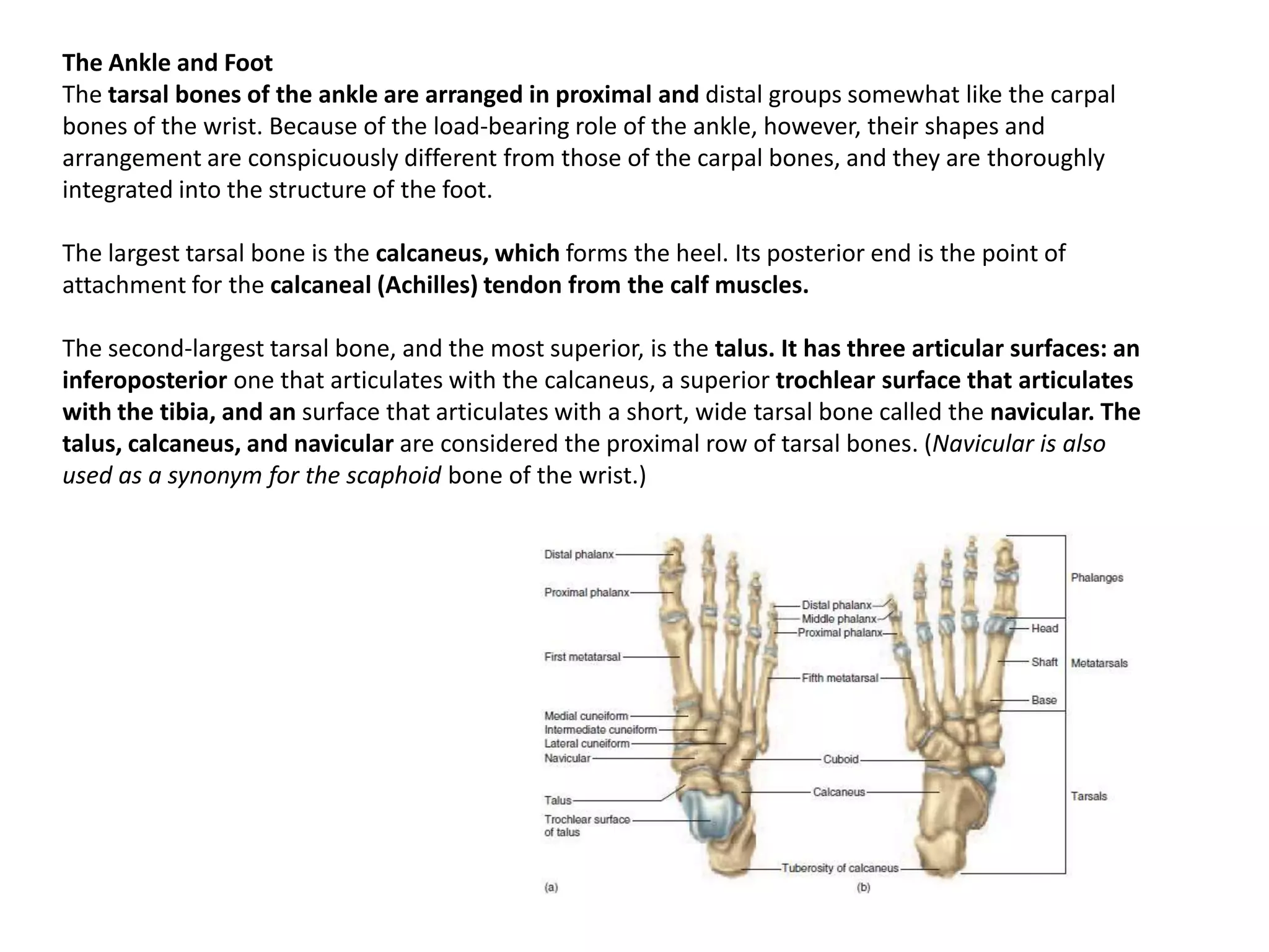 The Ankle and FootThe tarsal bones of the ankle are arranged in proximal and distal groups somewhat like the carpal bones of the wrist. Because of the load-bearing role of the ankle, however, their shapes and arrangement are conspicuously different from those of the carpal bones, and they are thoroughly integrated into the structure of the foot. The largest tarsal bone is the calcaneus, which forms the heel. Its posterior end is the point of attachment for the calcaneal (Achilles) tendon from the calf muscles. The second-largest tarsal bone, and the most superior, is the talus. It has three articular surfaces: an inferoposteriorone that articulates with the calcaneus, a superior trochlearsurface that articulates with the tibia, and an surface that articulates with a short, wide tarsal bone called the navicular. The talus, calcaneus, and navicularare considered the proximal row of tarsal bones. (Navicular is also used as a synonym for the scaphoidbone of the wrist.)