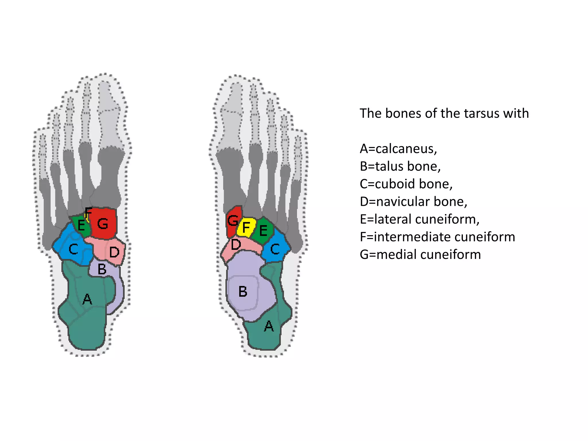 The bones of the tarsus withA=calcaneus, B=talus bone, C=cuboidbone, D=navicularbone, E=lateral cuneiform, F=intermediate cuneiform G=medial cuneiform