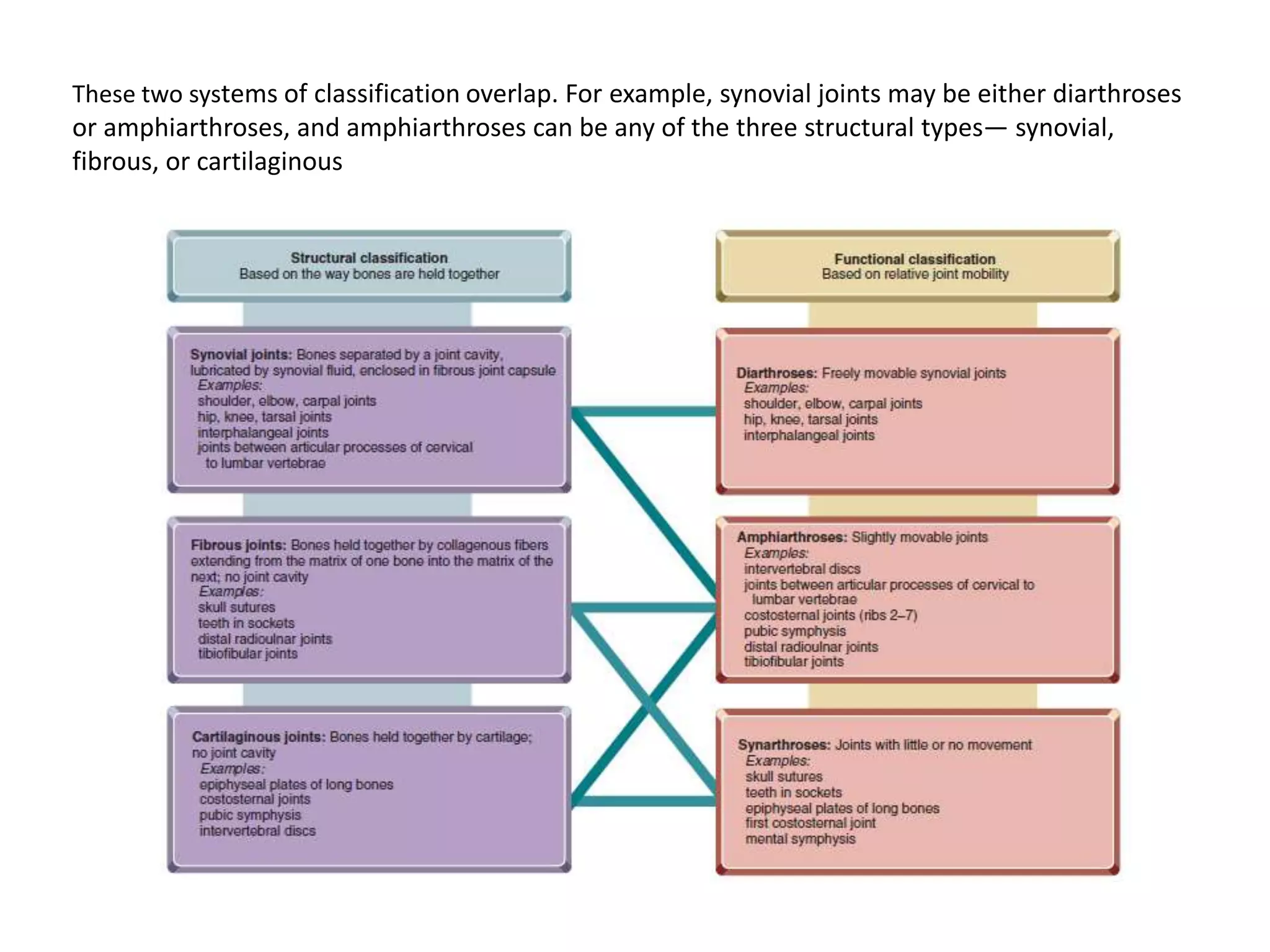 These two systems of classification overlap. For example, synovial joints may be either diarthroses or amphiarthroses, and amphiarthrosescan be any of the three structural types— synovial, fibrous, or cartilaginous