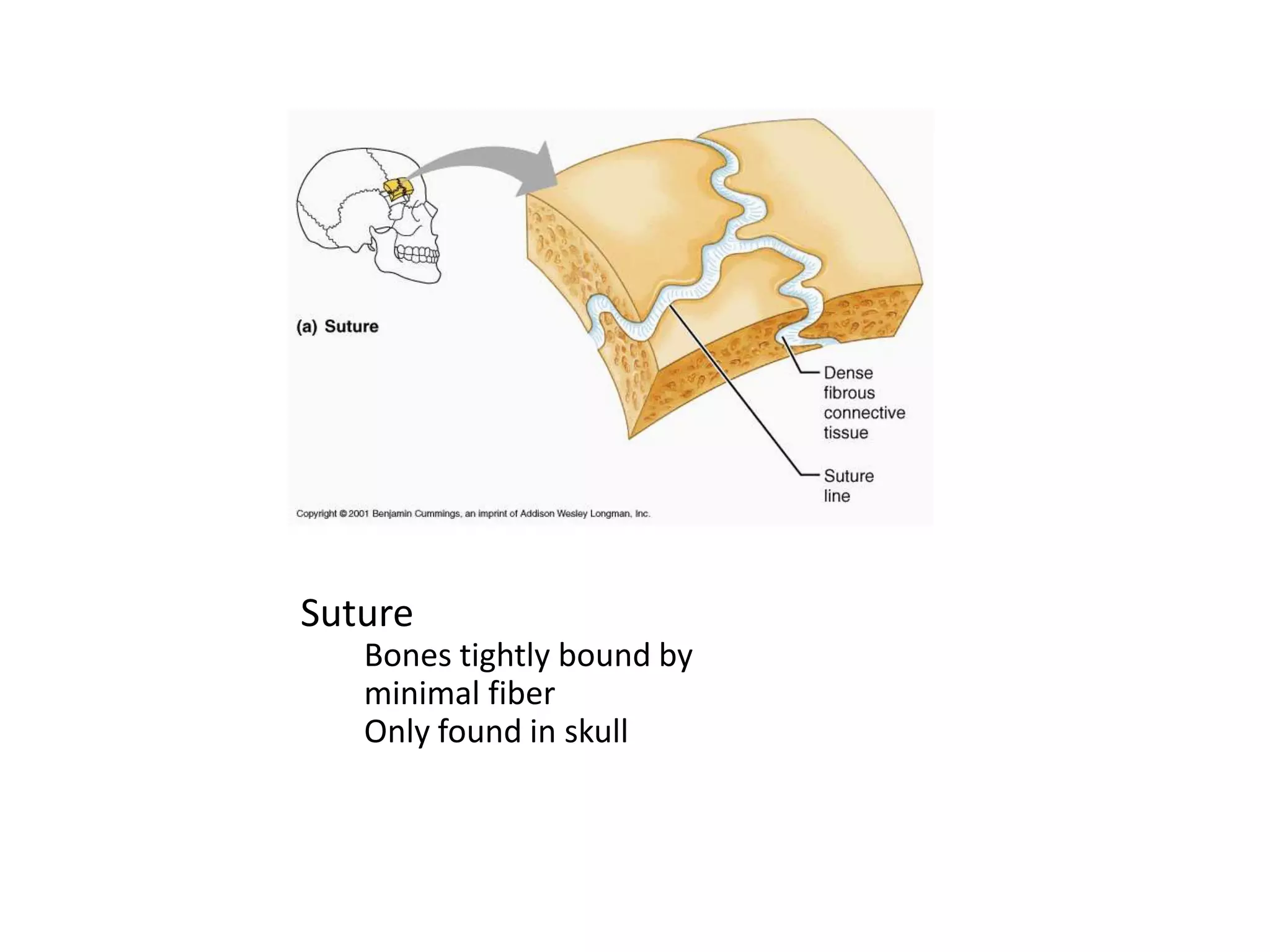 SutureBones tightly bound by minimal fiberOnly found in skull