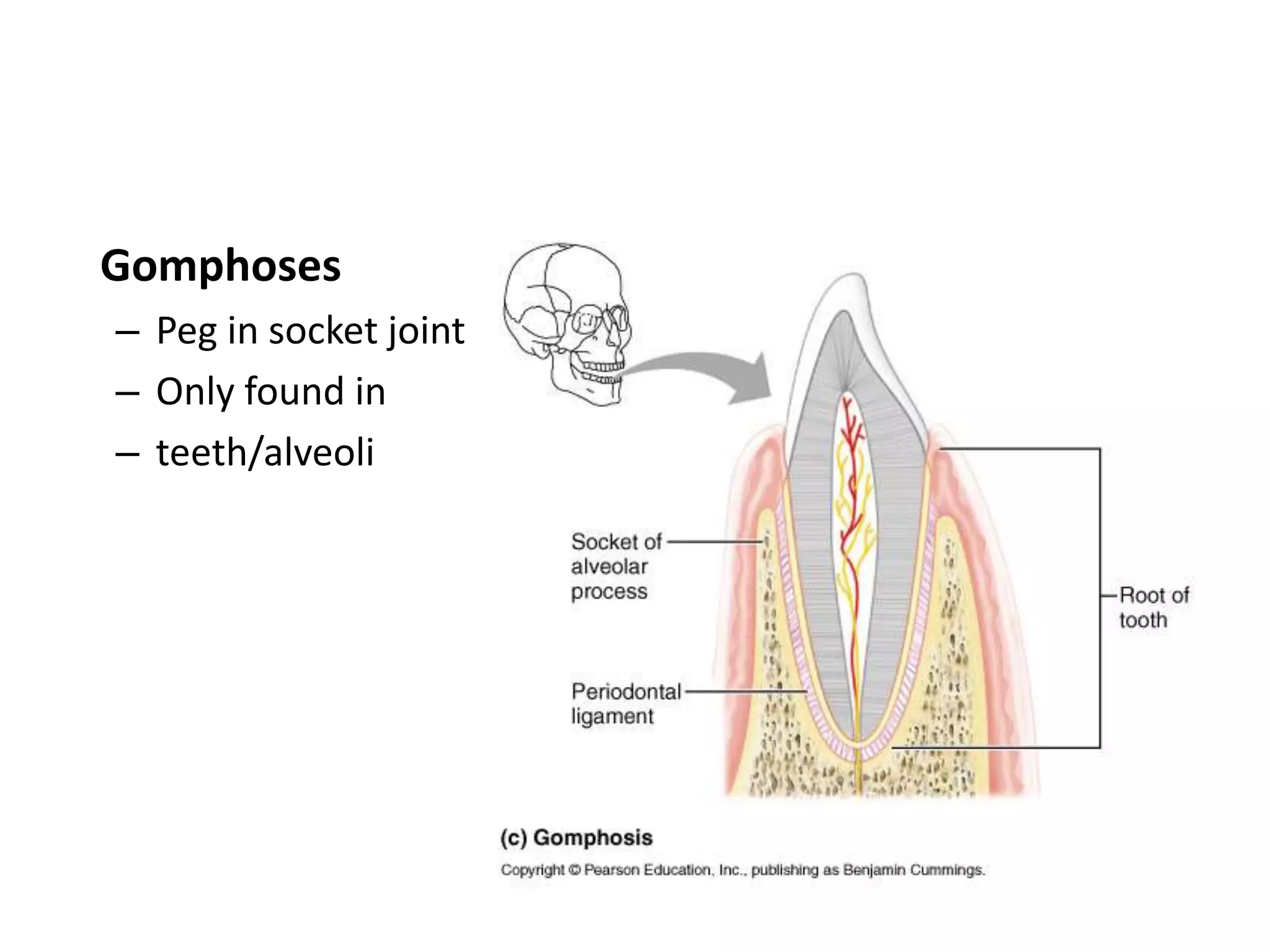 GomphosesPeg in socket jointOnly found in teeth/alveoli